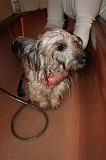 BAIN - SKYE TERRIER 083